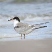 Common Tern. Marius Karlonas photo