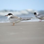 Common Tern. Marius Karlonas photo