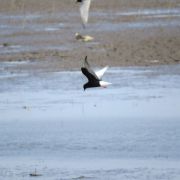 White - winged Tern. Marius Karlonas photo