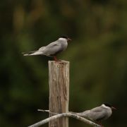 Whiskered Tern. Marius Karlonas photo