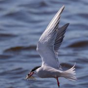 Common Tern. Marius Karlonas photo