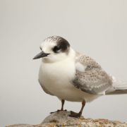 Arctic Tern. Marius Karlonas photo