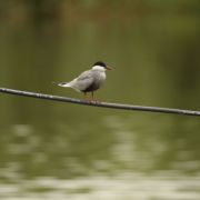 Whiskered Tern. Marius Karlonas photo