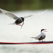 Whiskered Tern. Marius Karlonas photo