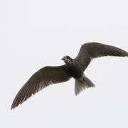 Black Tern. Marius Karlonas photo