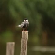 Whiskered Tern. Marius Karlonas photo