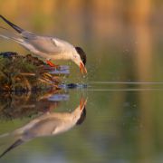 Upinė žuvėdra. © Simono Minkevičiaus nuotrauka